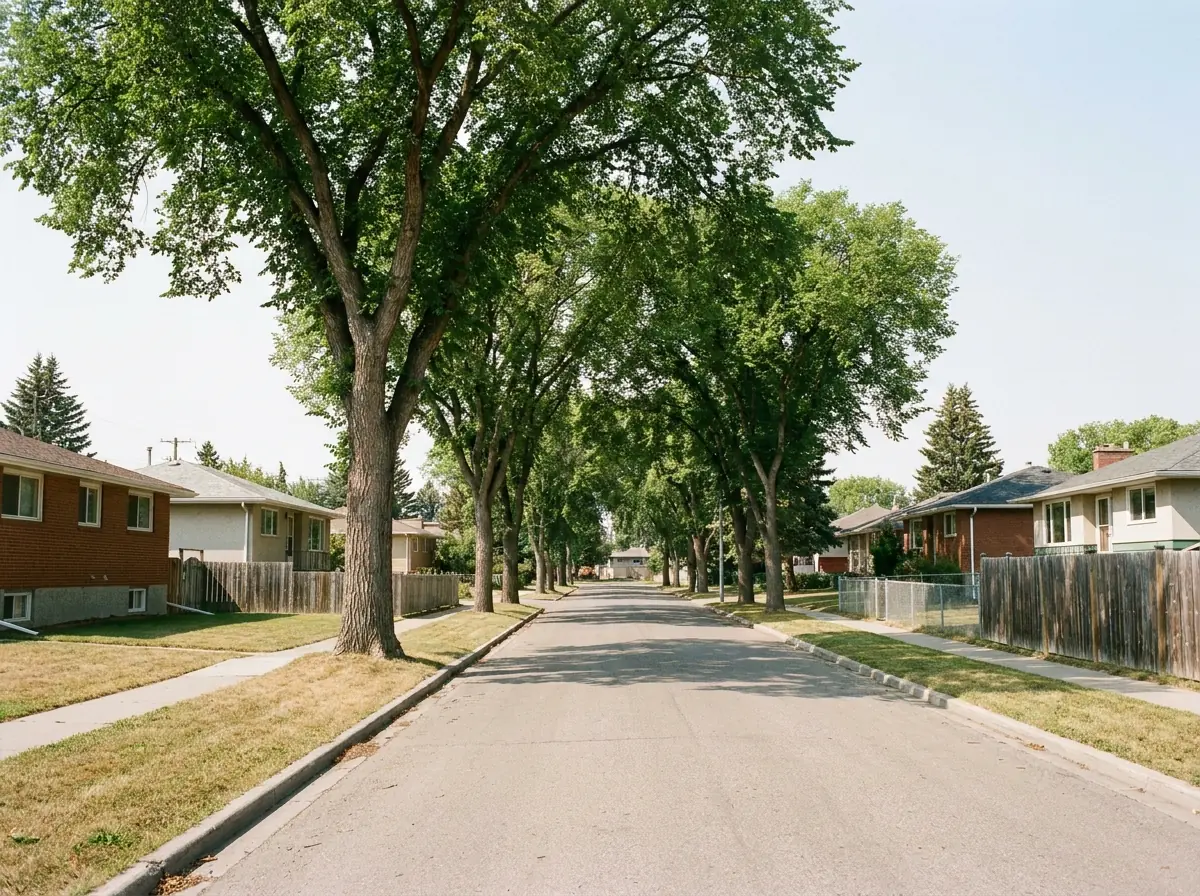 An older Calgary residential street under a canopy of mature elms, post-war bungalows set back behind deep front lawns.